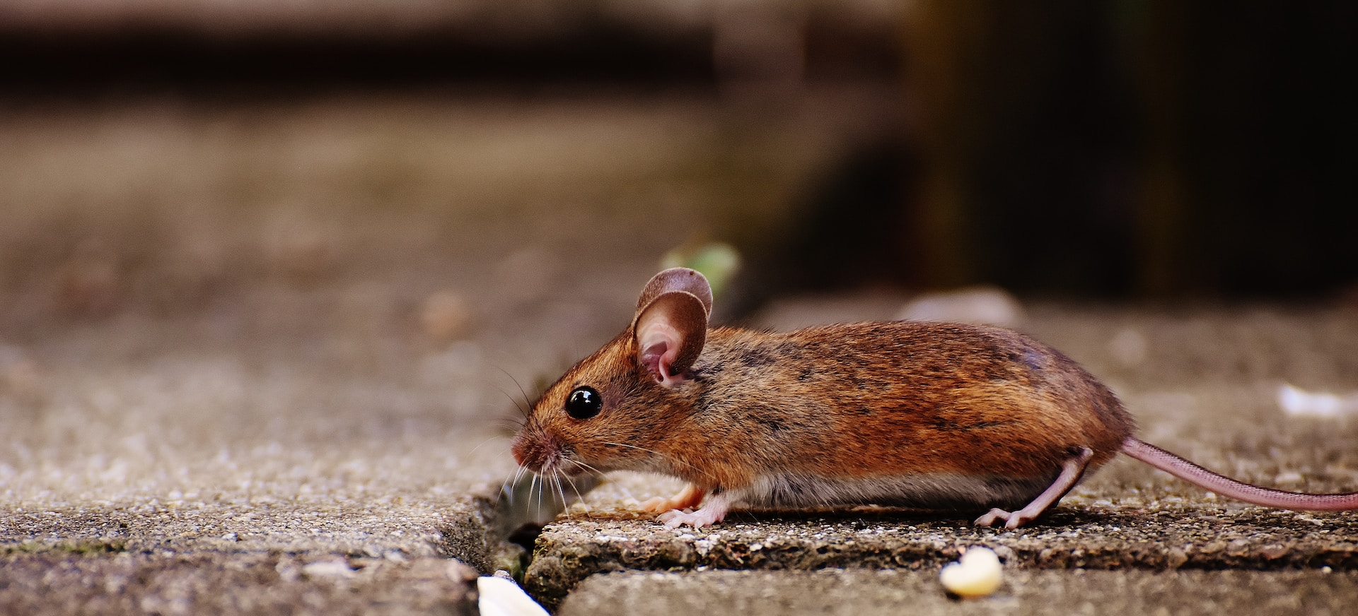 How Do You Control Rats And Rodents?