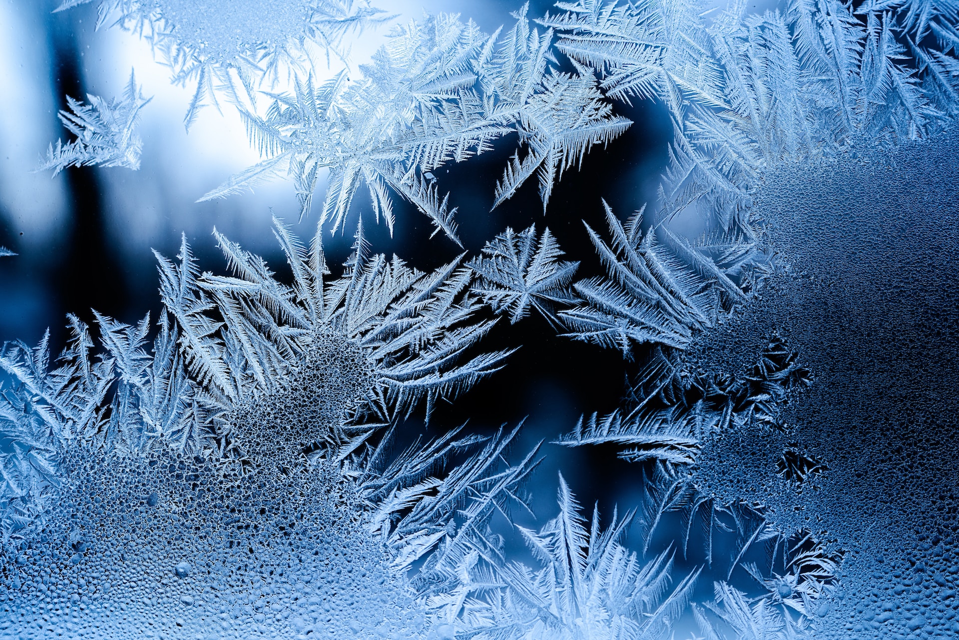 Why Frost is So Detrimental for Plants and How to Protect Your Garden in Winter