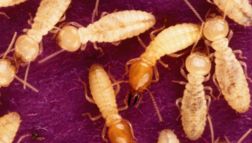 House:rqgu566o-ry= Termites are Common Pests